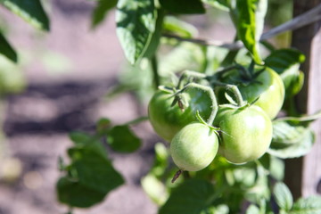 Green tomatoes growing in garden