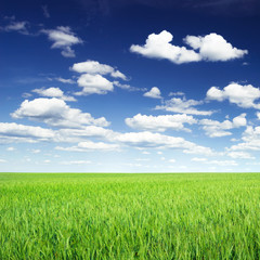 Wheat field against blue sky with white clouds. Agriculture scen