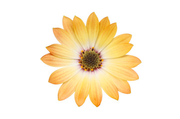 osteospermum