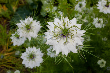 zauberhafte Wildblumen
