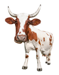 Spotted brown cow on white background