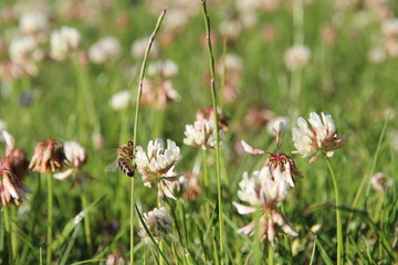 Kleeblüte mit Biene