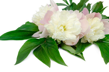 peony on a white background