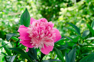 peony in a garden
