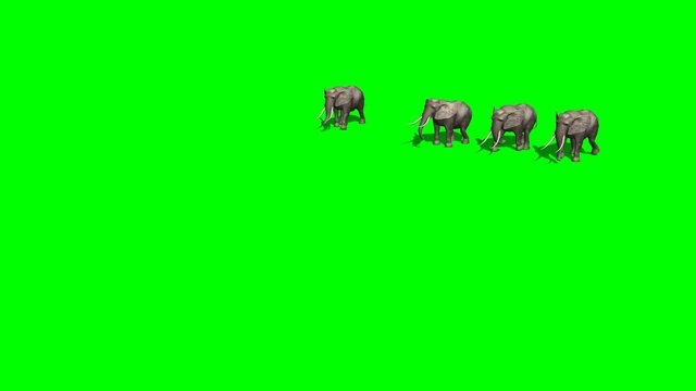 little elephants herd ambles past - green screen