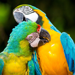 couple of macaw parrots in nature