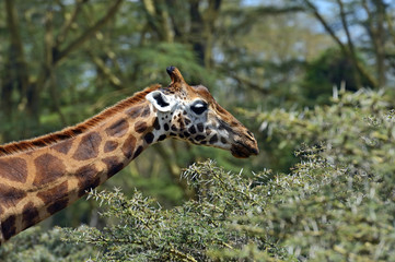 Giraffe