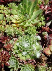 Fototapeta premium succulent