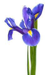 single blue iris