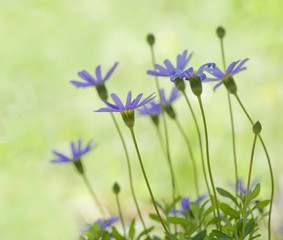 Fototapeta premium Floral composition.Blue agathea.