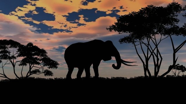 elephant sillouette on sunset background