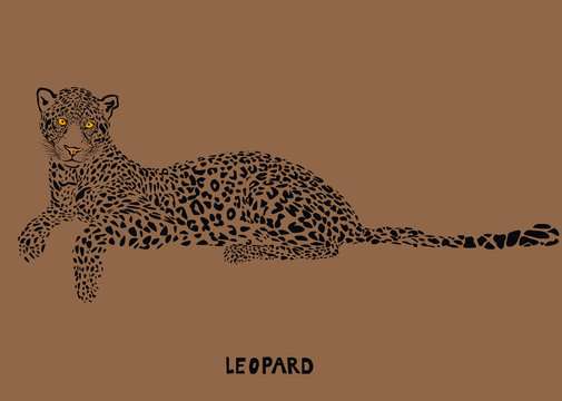 Leopard vector illustration