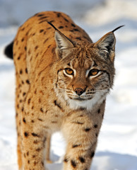 Lynx in their