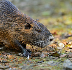 Portrait of a water rat