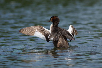 Great Crested Grebe, Podiceps cristatus