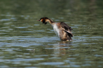 Great Crested Grebe, Podiceps cristatus