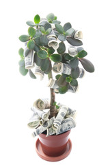 money tree isolated on white background