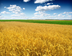 A large barley field