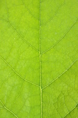Fototapeta na wymiar Texture of fresh leaf background