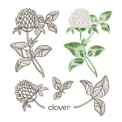 Set of clover  isolated on the white background.Sketch.