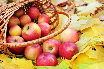 apples of Spartan sort in a wicker basket on yellow maple backgr