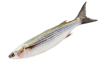 fresh grey mullet isolated on white