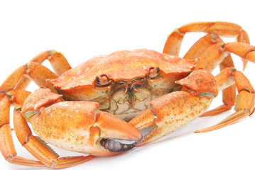 big red boiled crab isolated on white background