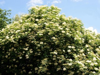 shrub of elder blossoming