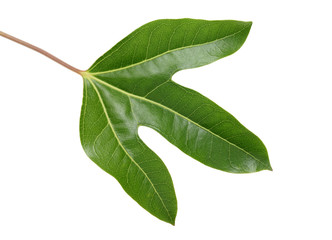 Obraz premium カクレミノの葉