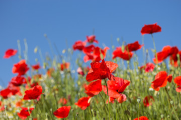 Common poppy flowers