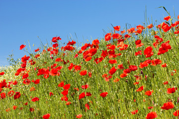 Common poppy flowers and the blue sky