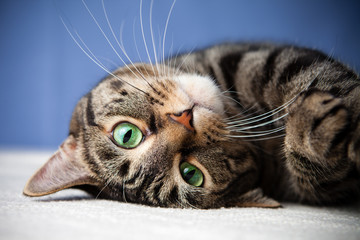 Rollende kat schattige groene ogen op zoek