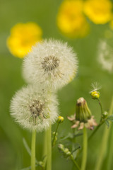 Dandelion, Taraxacum overblown