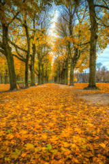 Obraz premium Road covered fall leaves and trees 