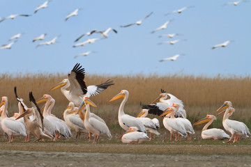 white pelicans (pelecanus onocrotalus)