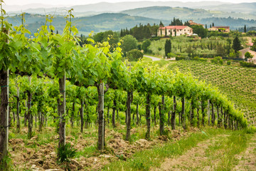 Fototapeta na wymiar Field of vines in the countryside of Tuscany