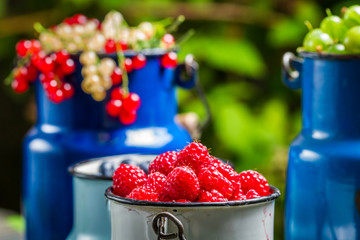 Collecting fresh wild berries