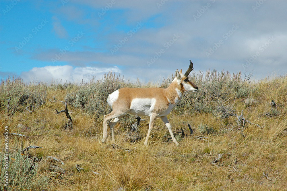 Wall mural pronghorn antelope, rocky mountains, usa