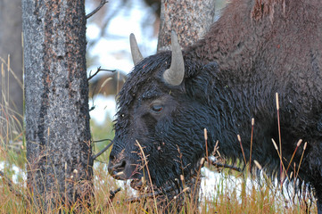 American Bison, Rocky Mountains USA