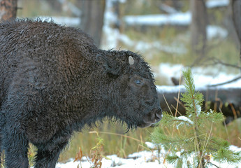 American Bison, Rocky Mountains USA