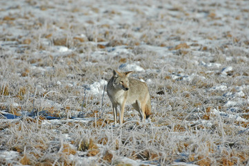 Coyote Isolated in field