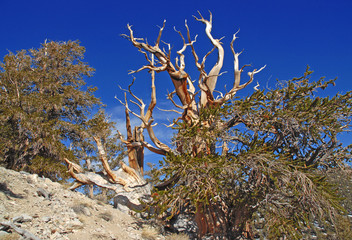 Ancient Bristlecone pine trees, Nevada, USA