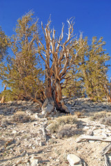 Ancient Bristlecone pine trees, Nevada, USA