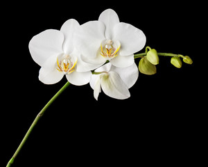 Fototapeta na wymiar Trzy dni starego biała orchidea na czarnym tle.