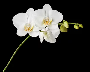 Papier Peint photo autocollant Orchidée Orchidée blanche de trois jours sur fond noir.