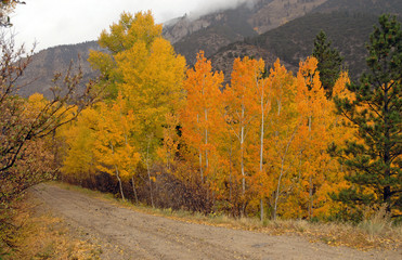 Dirt Road with Autumn Colors