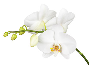 Fototapeta na wymiar Three day old white orchid isolated on white background.