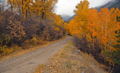 Fall colors in Autumn along forest road