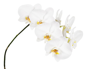 Fototapeta na wymiar Orchid isolated on white background.