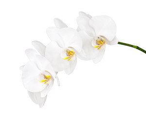 Obraz na płótnie Canvas Orchid isolated on white background.